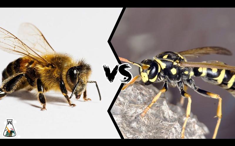 蜜蜂vs日本巨黄蜂的相关图片
